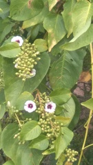 Ipomoea amnicola