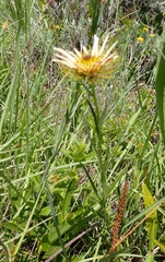 Berkheya zeyheri