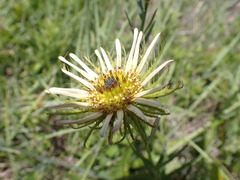 Berkheya zeyheri