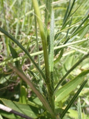 Berkheya zeyheri