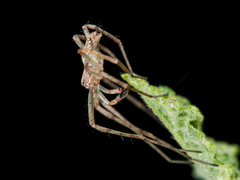 Philodromus longipalpis