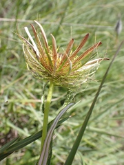 Berkheya zeyheri
