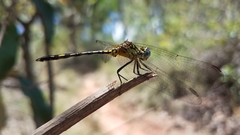 Neodythemis
