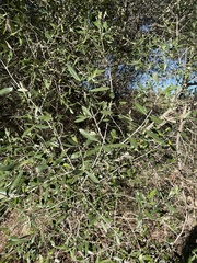 Olea europaea