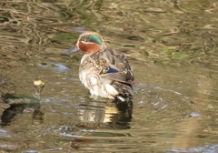 Anas crecca crecca
