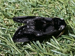 Psalidostetha banksiae