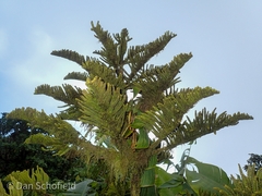 Araucaria heterophylla