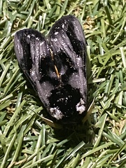 Psalidostetha banksiae