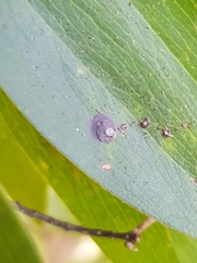 Chrysomphalus aonidum