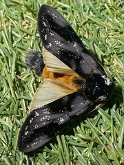 Psalidostetha banksiae