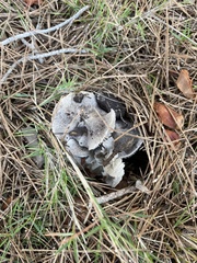Tricholoma