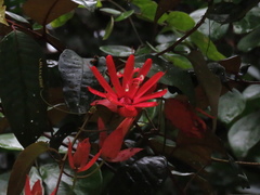 Passiflora tholozanii