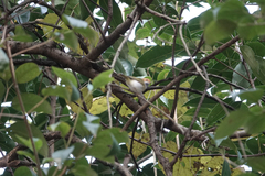 Abroscopus albogularis