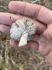 Tricholoma