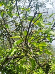 Lannea schweinfurthii