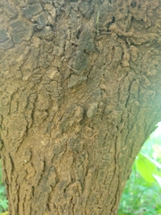 Lannea schweinfurthii