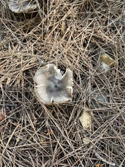 Tricholoma