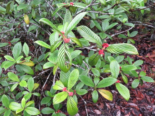 Pagamea duckei