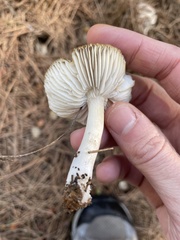 Tricholoma