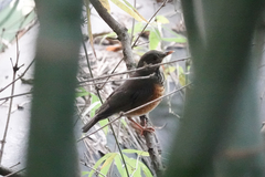 Turdus dissimilis