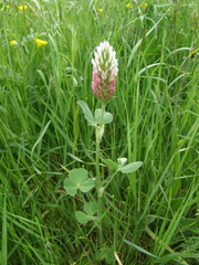 Trifolium incarnatum molinerii