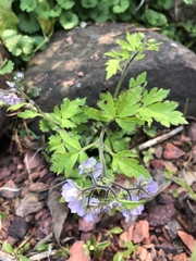 Phacelia bipinnatifida