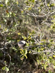Quercus coccifera