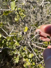 Quercus coccifera