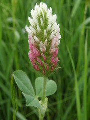 Trifolium incarnatum molinerii