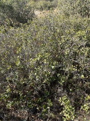 Quercus coccifera