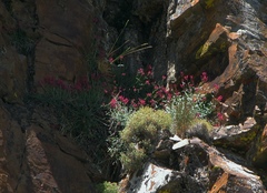 Centranthus nevadensis