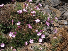 Dianthus pungens brachyanthus