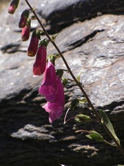 Digitalis purpurea purpurea