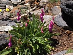 Digitalis purpurea purpurea