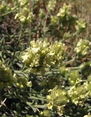Sideritis glacialis