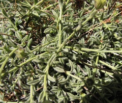 Sideritis glacialis