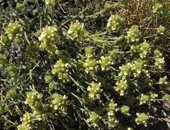 Sideritis glacialis