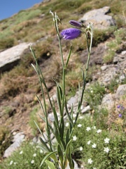 Campanula willkommii