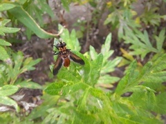 Trichopoda pictipennis