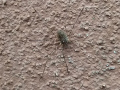 Dasylobus