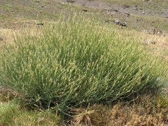 Reseda complicata