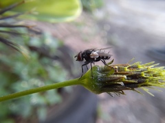 Leucostoma