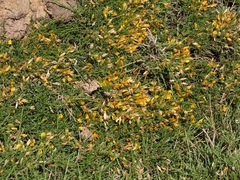 Genista versicolor