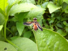 Trichopoda pictipennis