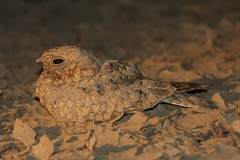 Caprimulgus mahrattensis