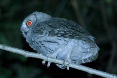 Otus brucei