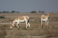 Equus hemionus khur