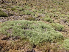 Arenaria pungens