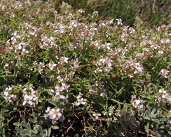 Hormathophylla spinosa