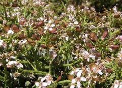 Hormathophylla spinosa